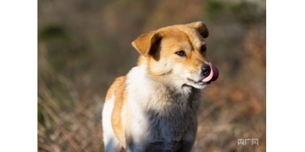 10月16日施行！海口發(fā)布禁養(yǎng)犬只品種和標準