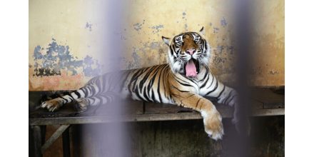美國(guó)動(dòng)物園9只老虎獅子確診新冠：嗜睡還咳嗽 疑被管理員感染