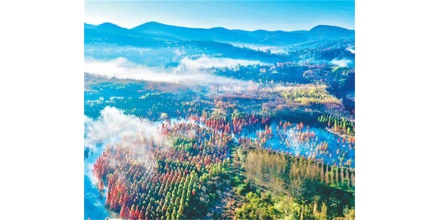 Metasequoia glyptostroboides forest protecting water source